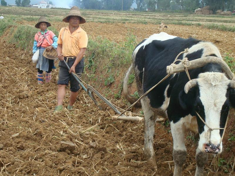 求2张1000万像素以上的牛耕地的照片